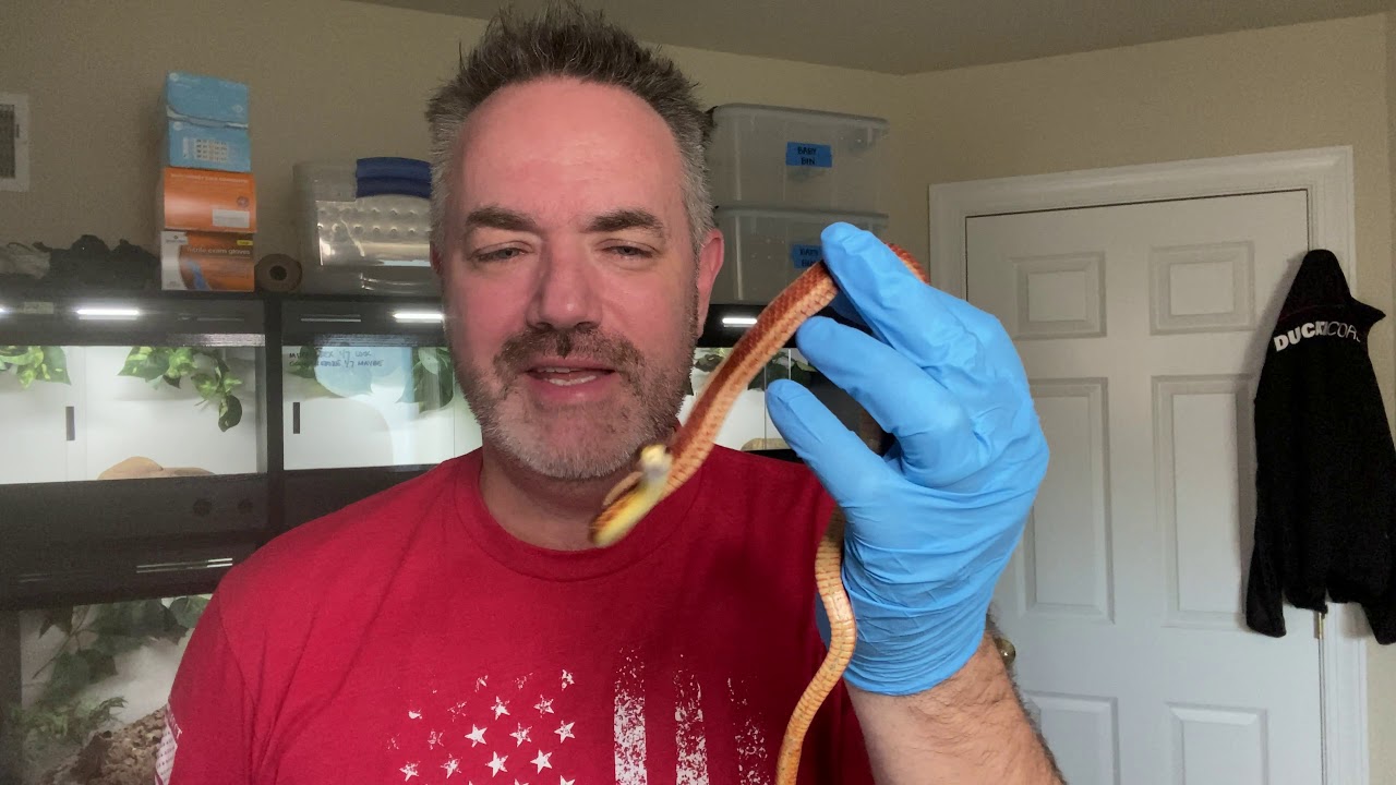 Garter Snake Keeping - Tools and Supplies