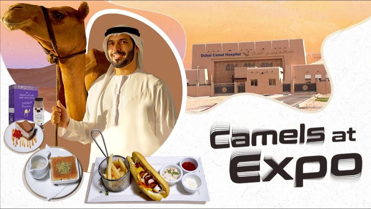 Looking at Eat at Expo: Majlis Cafe and Camelicious  - World&rsquo;s largest camel farm!