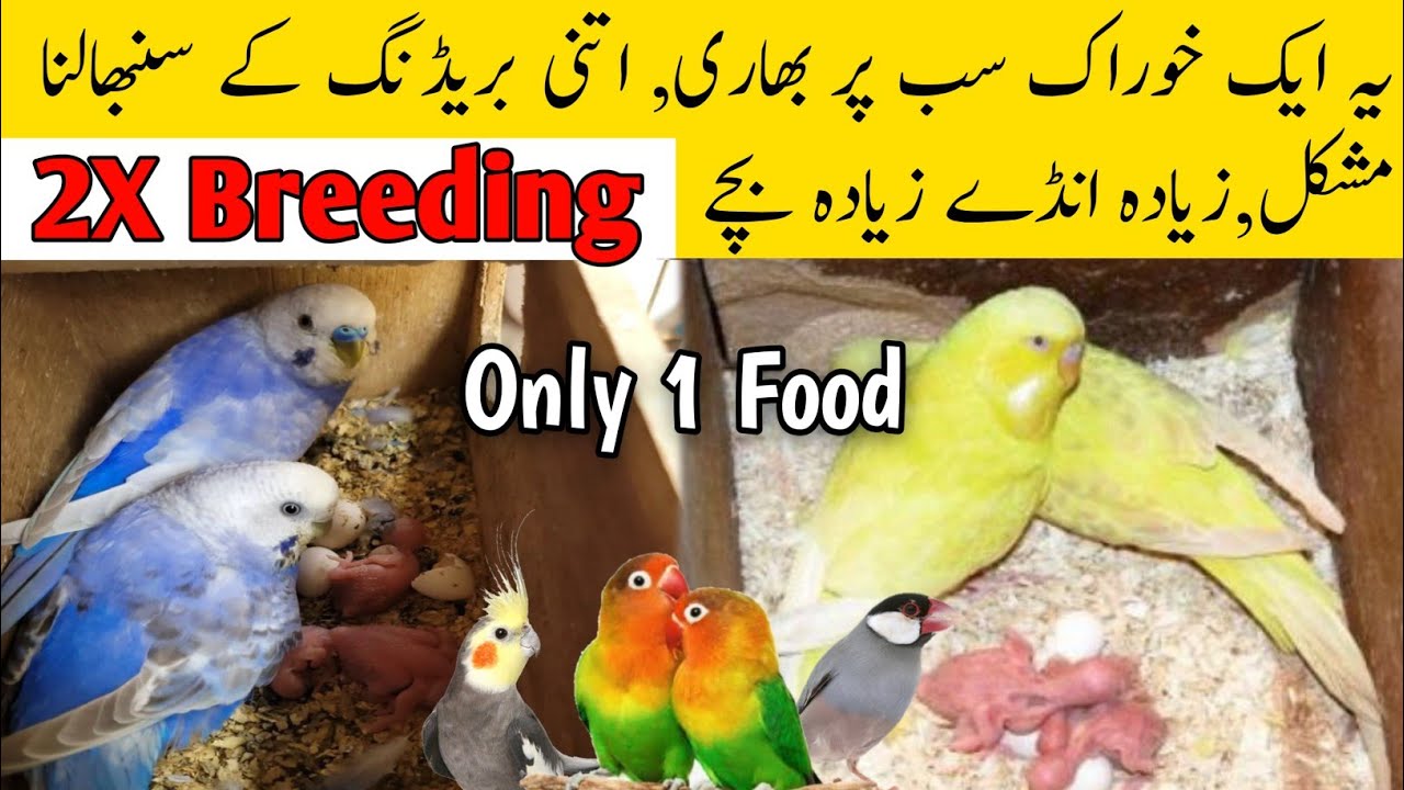 Ye aik khorak sub pe barhi , itni breeding se sembalna mushkil | Mujeeb Birds breeding