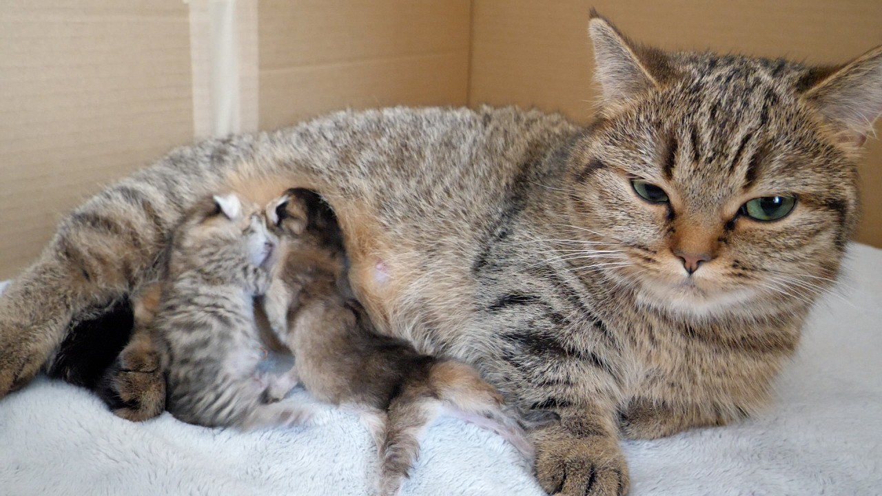 Again, the kittens began to fight for the mother cat's nipples.