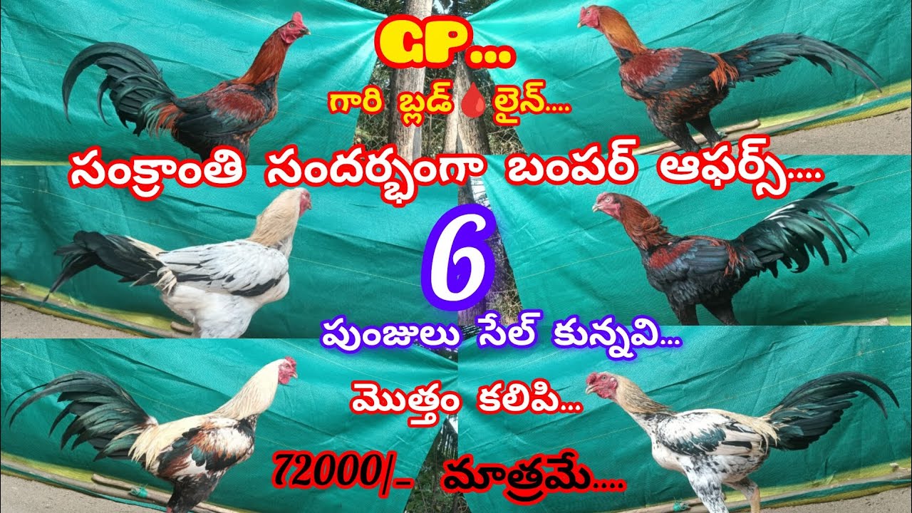 టు టాప్ క్వాలిటీ👌బ్రీడ్స్ జిపి సార్ గారి లైన్ పుంజులు#/ అమ్మకానికి ఉన్నవి అతి #/తక్కువ ధరలో.. 👈👍