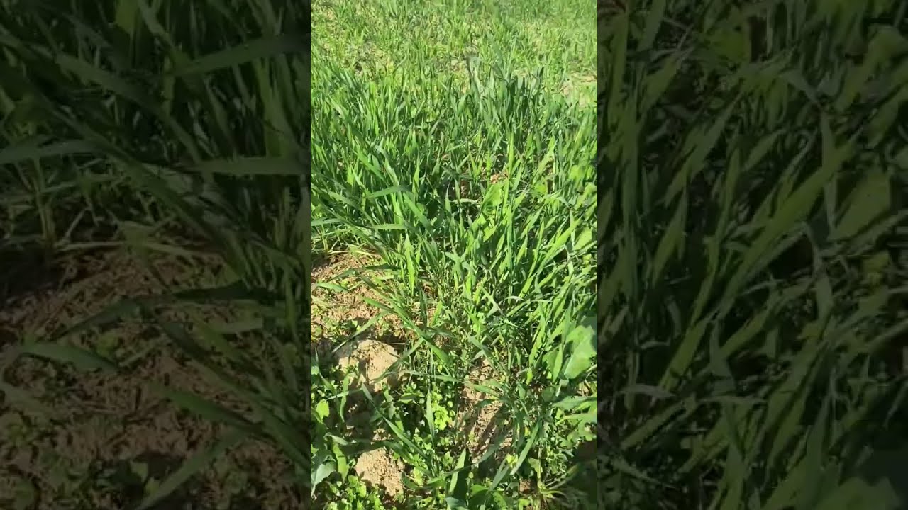 Visit to my wheat fields with my amazing weed removing tool #gardeningtips #agricultureindia 
