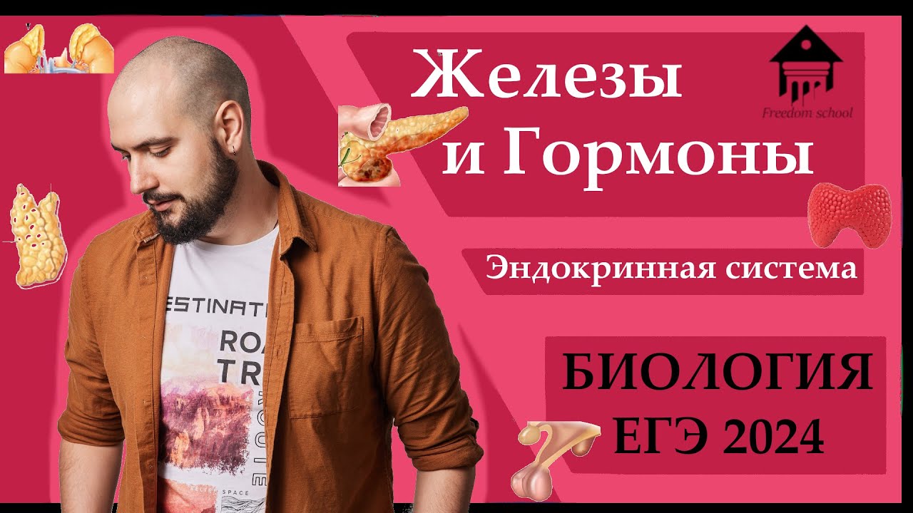 Эндокринная система. ЖЕЛЕЗЫ И ГОРМОНЫ для ЕГЭ 2024 |ЕГЭ БИОЛОГИЯ|Freedom|