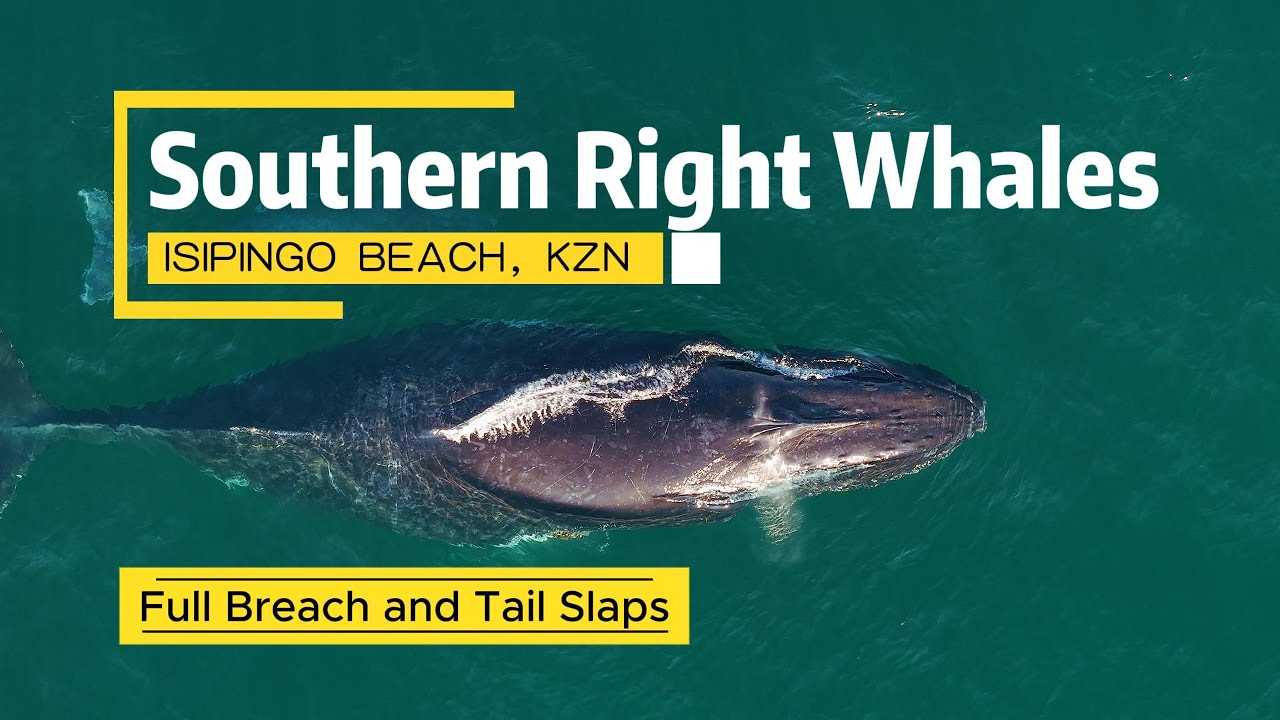 Southern Right Whales Breaching in Durban | Rare Full-Body Jumps & Family Close-Up | Drone Video