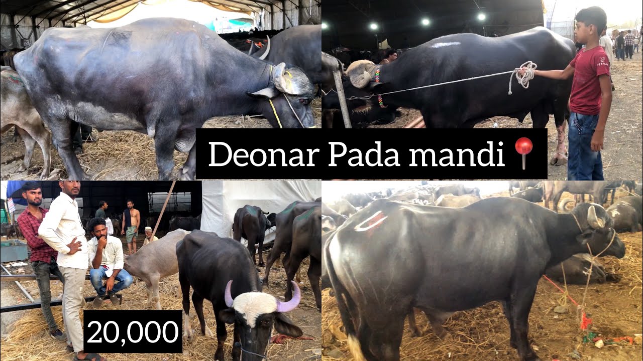 Bhav hogya bhot kam 😍Deonar pada mandi || #bakramandi #bakramandi2023 #deonarbakramandi #vlog