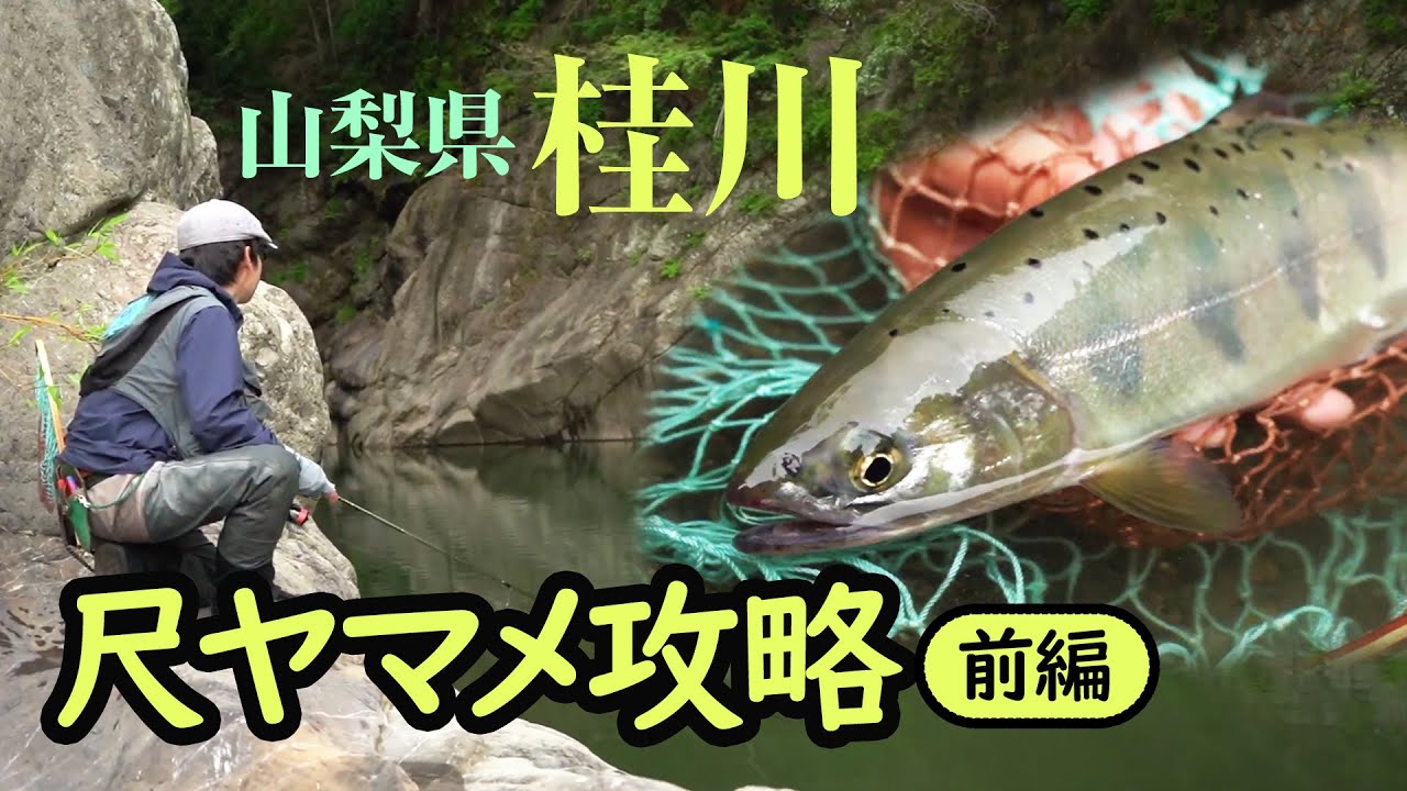 【前編】山梨県桂川～尺ヤマメ攻略「アユを意識したヤマメを釣る！」