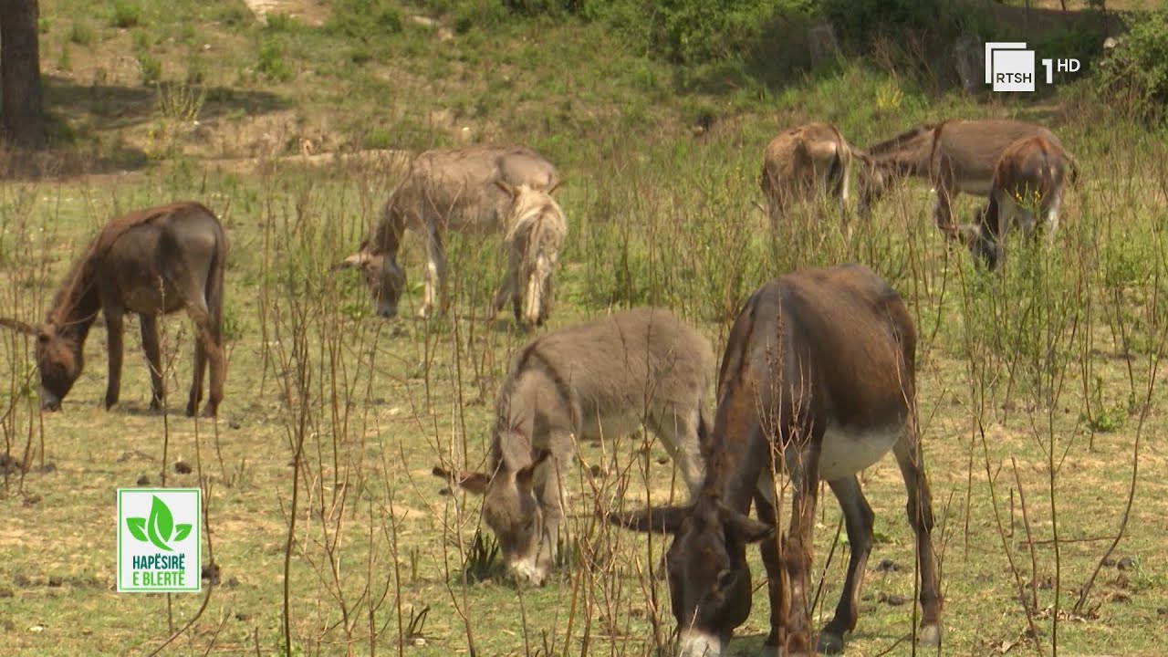 Gomari, specia q&euml; ka bashk&euml;jetuar me njeriun | 