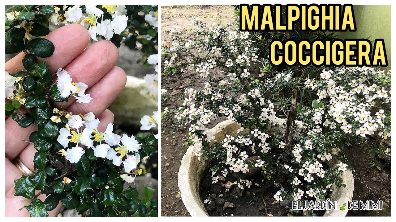 Malpighia Coccigera | sus cuidados y su explosión de flores 🍃❤️
