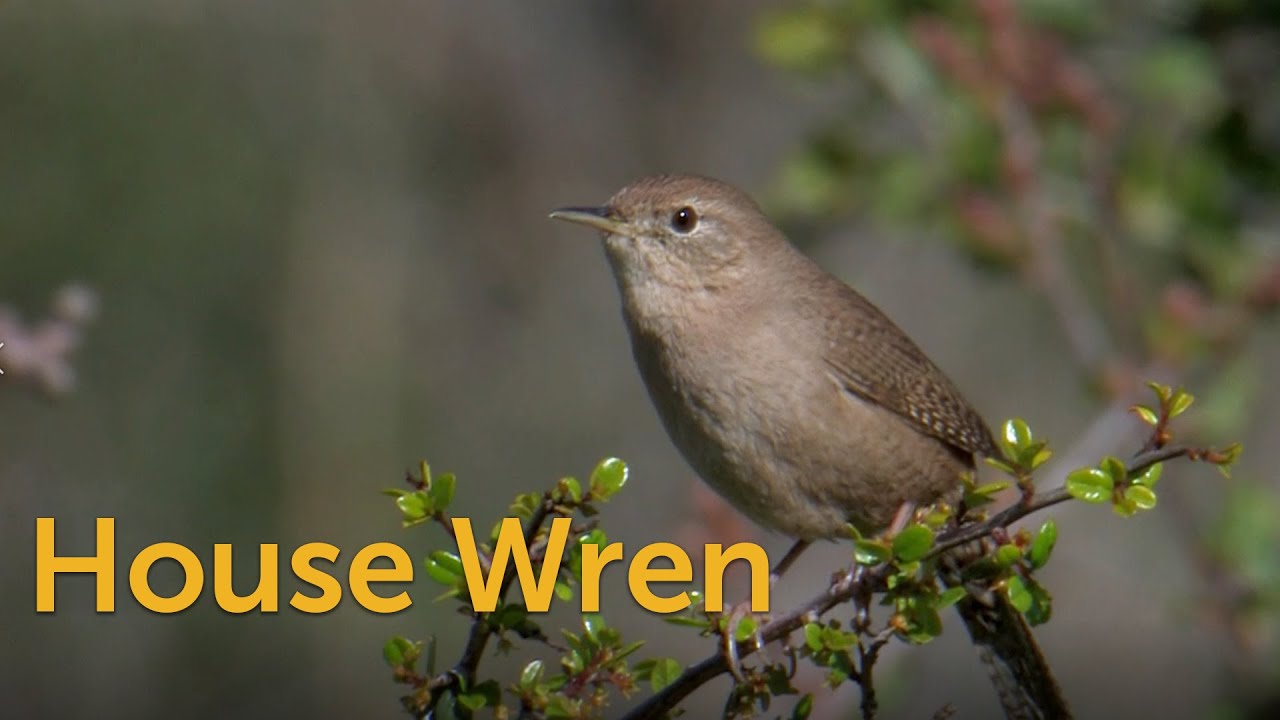 House Wren: Controversial Character