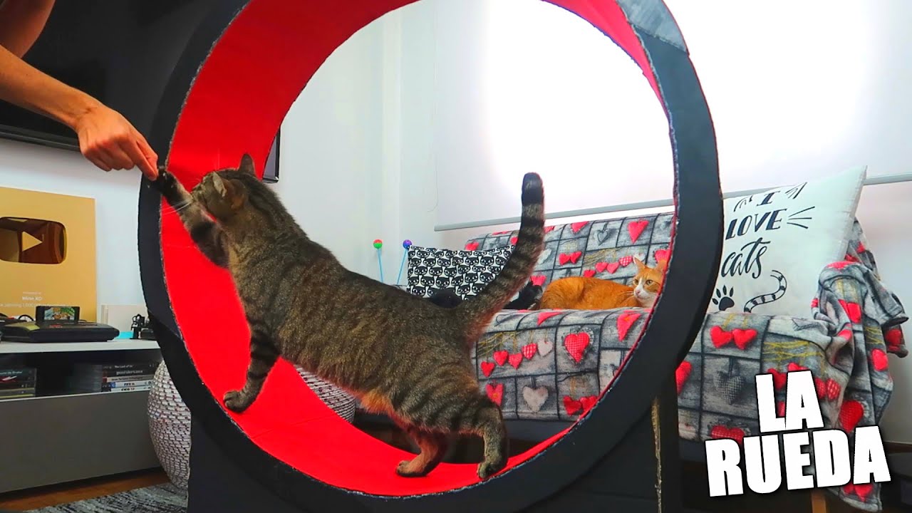 LA RUEDA DE EJERCICIO