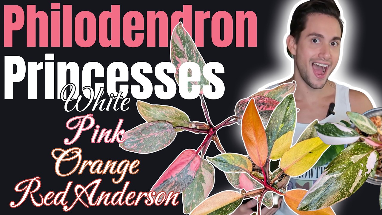 👑 Pink Princess Philodendron Vs Orange Princess Vs White Princess Vs Red Anderson #philodendron
