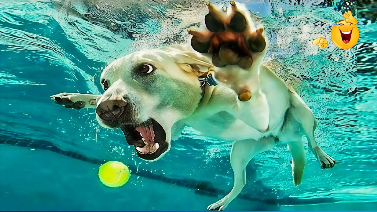 Super Funny Animal Video Clips 😹🐶 The Funniest Cat Dog Moments Compilation 🐾