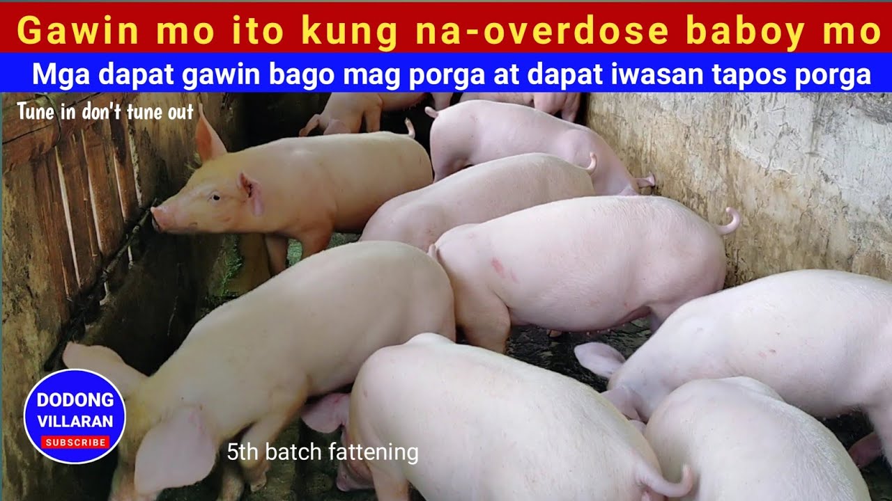 Gawin mo ito kung na-overdose baboy mo/Dapat gawin bago porga l Dapat iwasan tapos porga l Vlog 254