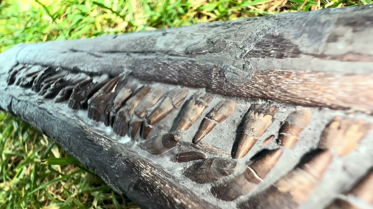 We Found an Ichthyosaur Rostrum - FULL of TEETH! 