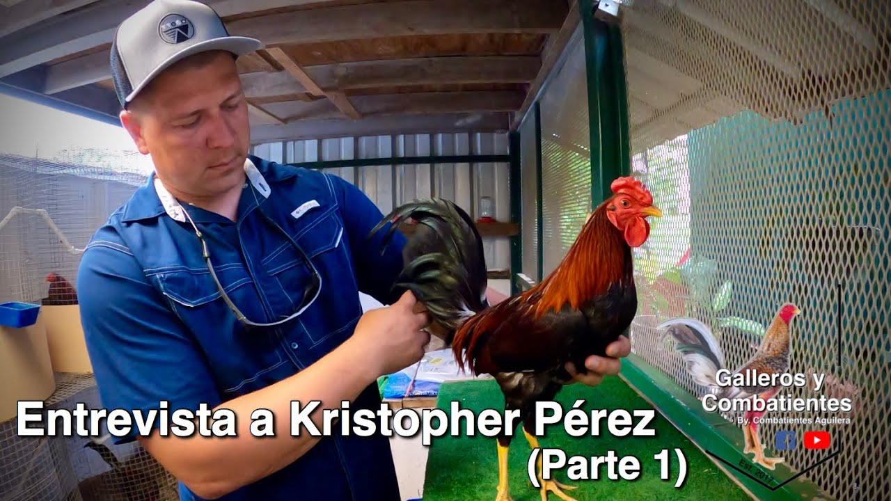 Galleros y Combatientes / Entrevista a Kristopher Pérez (Parte 1)