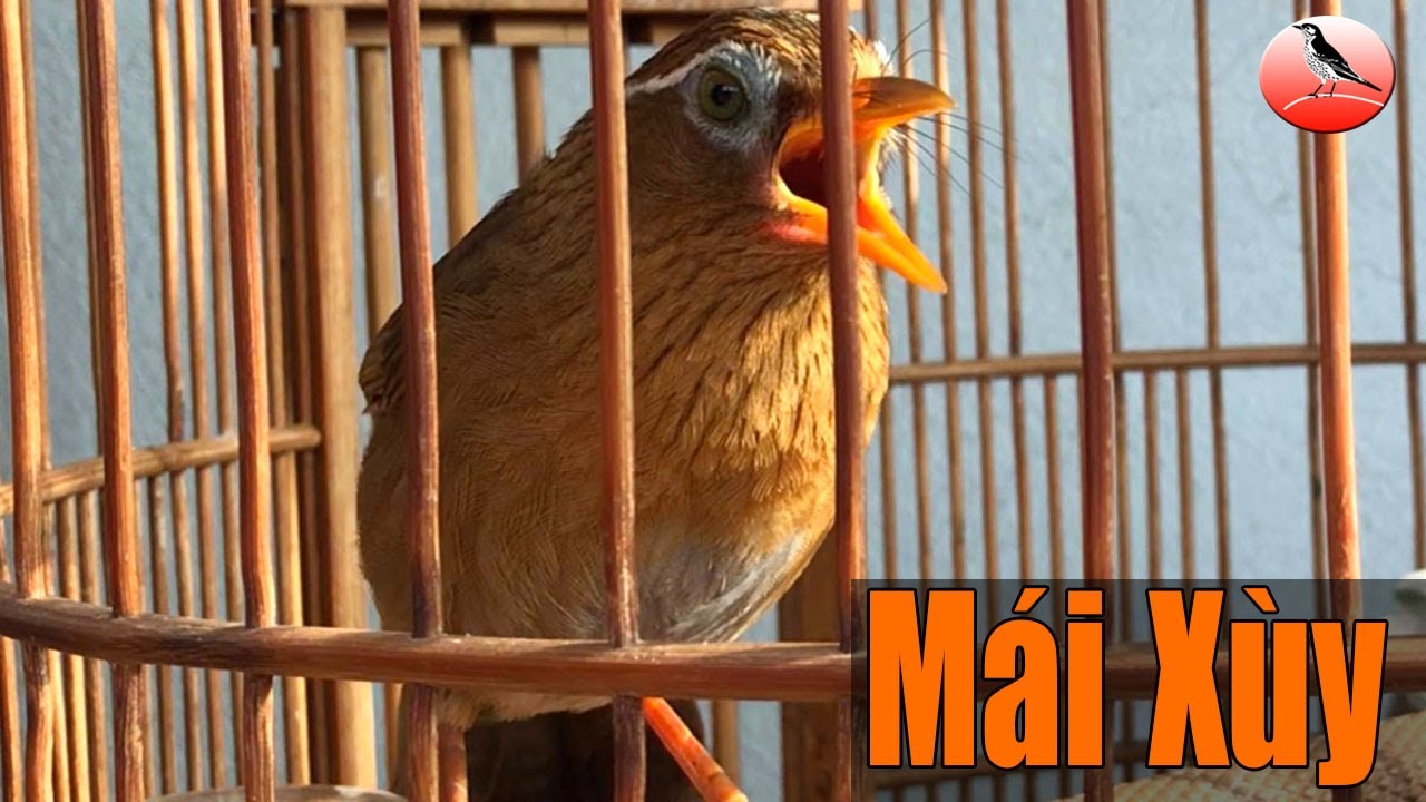 Họa mi mái xùy Lạng sơn - Xùy Liên Tục Kích Trống 2024