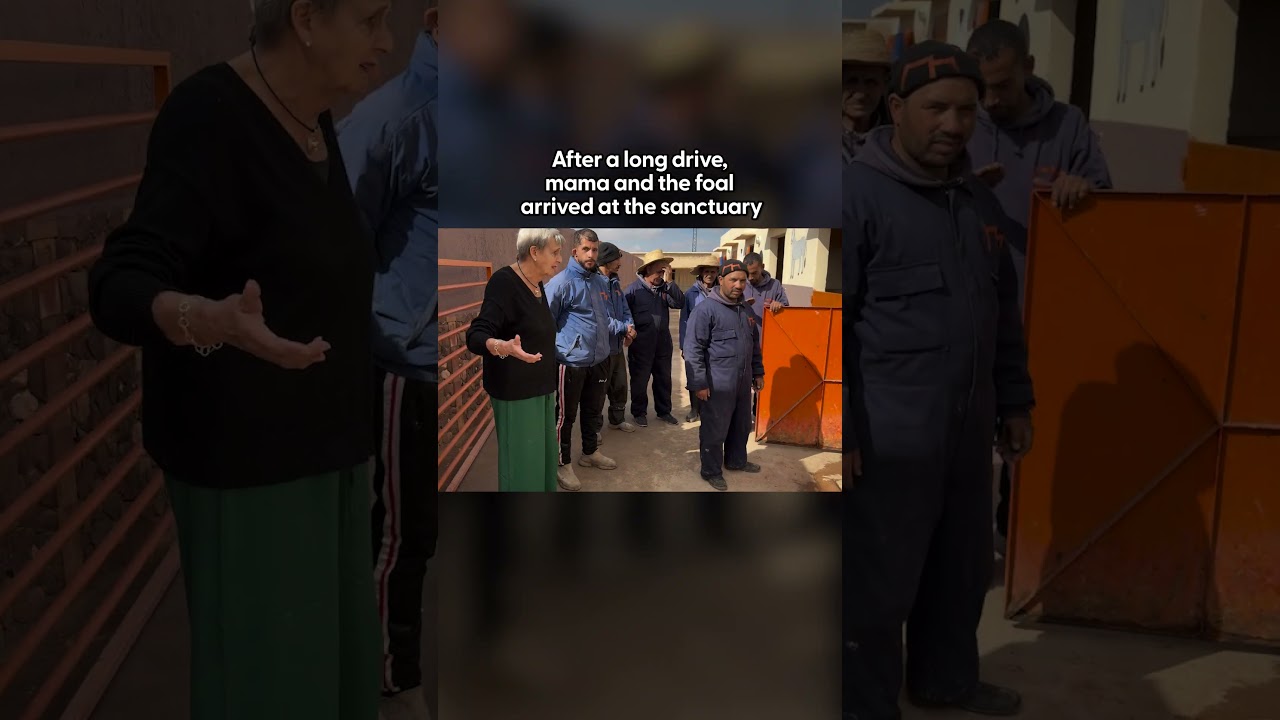 Беременную пони спасли в последний момент благодаря вирусному видео | The Dodo