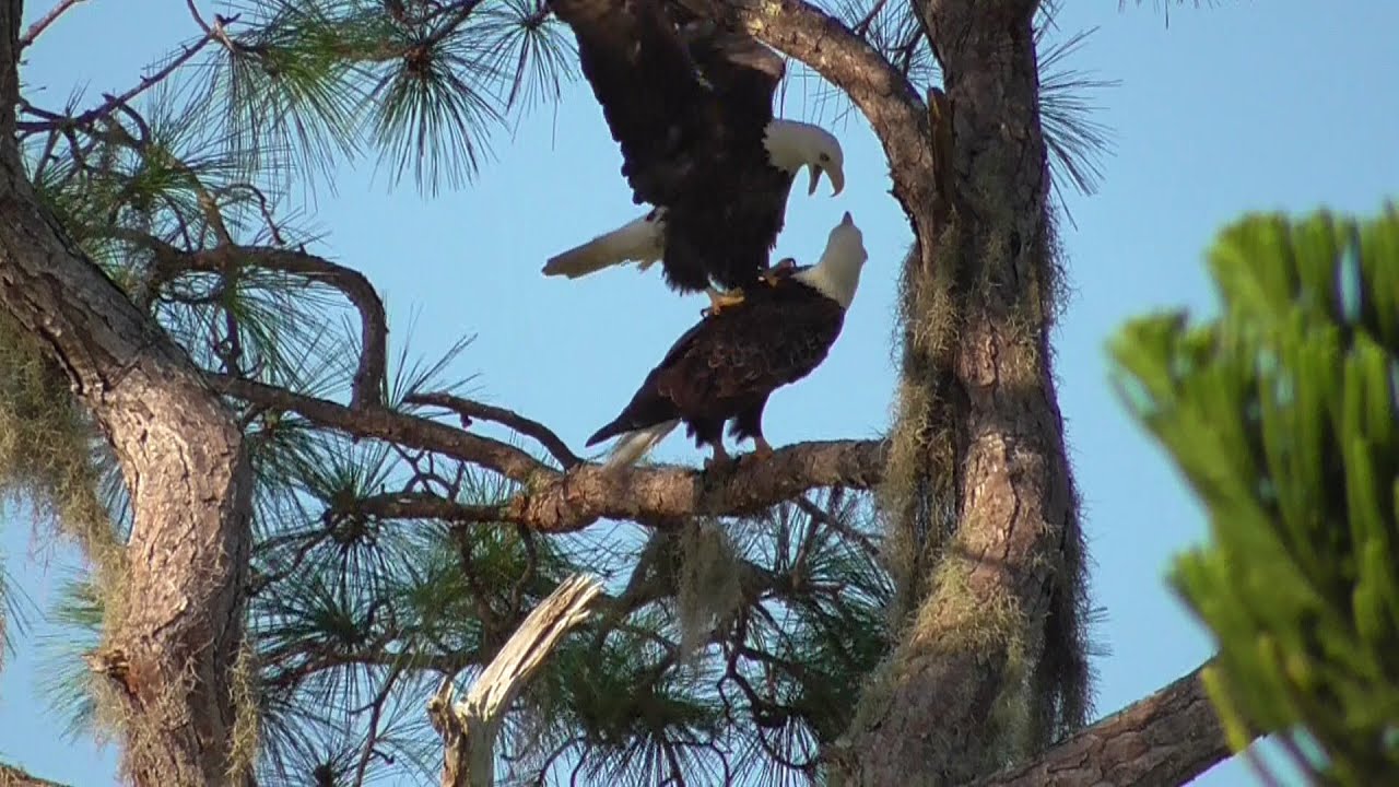 SWFL Eagles_ Let Season 10 Begin: A Stick, Greenery, A Chase & Bonding 09-05-21