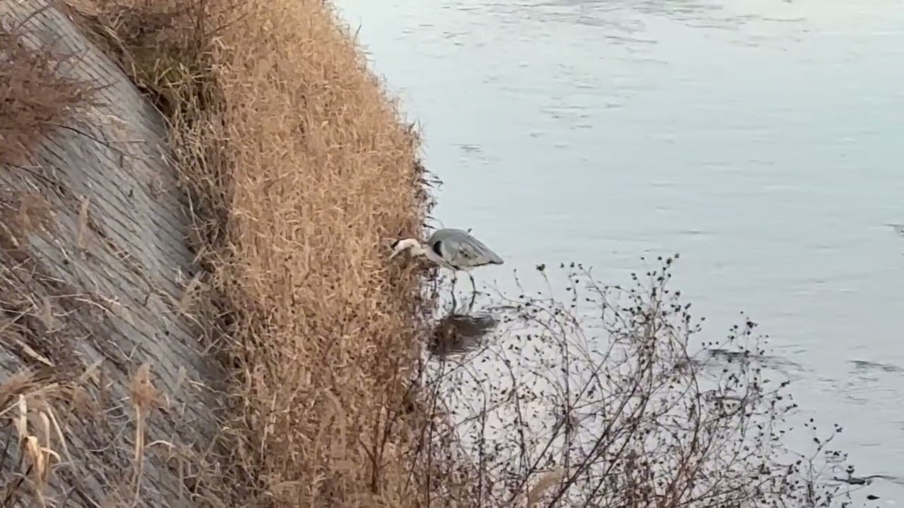 【長野県 散歩ASMR】Day12｜川辺の鳥を眺める（静か・自然音）｜Quiet River Birds