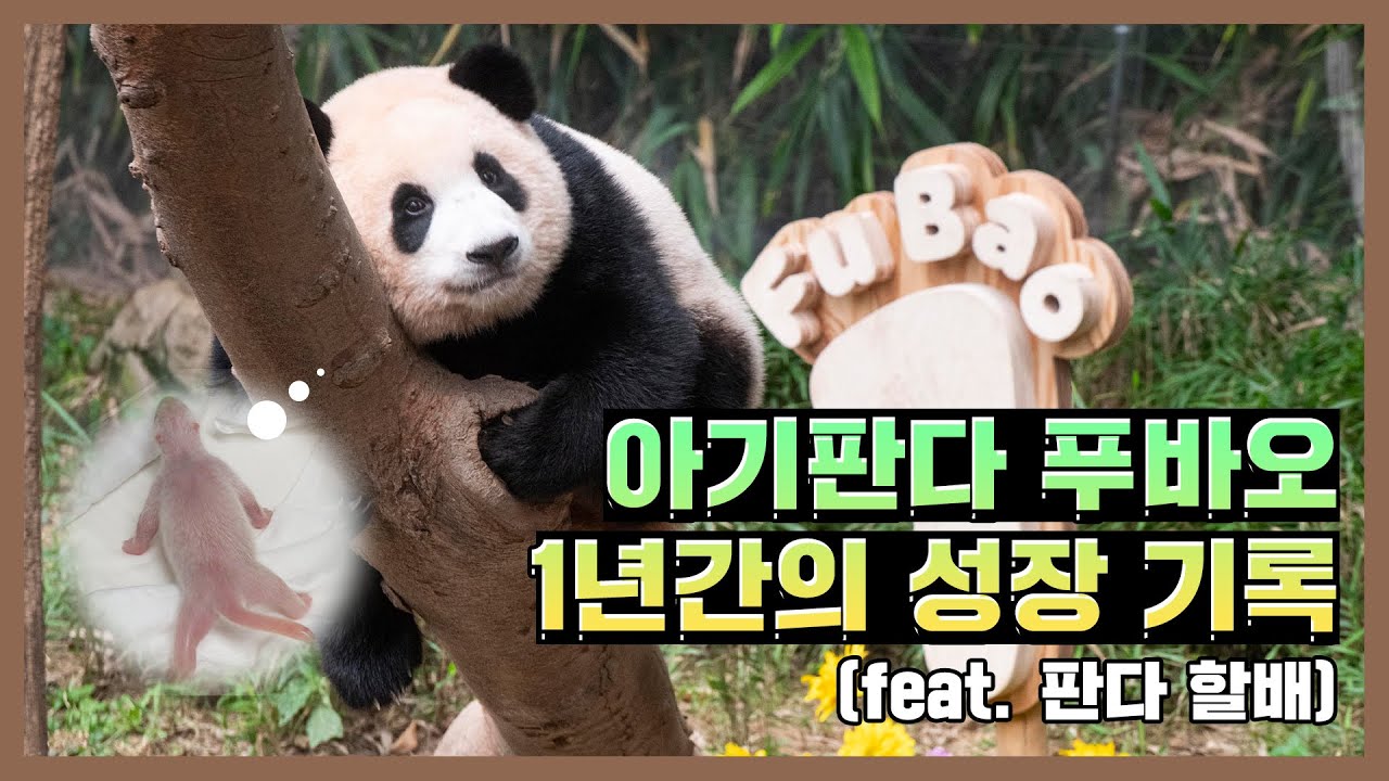 아기판다 푸바오, 1년간의 성장 기록 다큐멘터리  | 에버랜드 판다월드 #푸바오 (Panda FuBao)