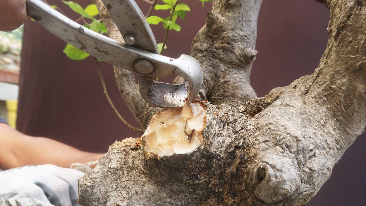 Creating a Streblus Asper or Sandpaper Bonsai (सेवड़ा बोनसाई) from Yamadori material