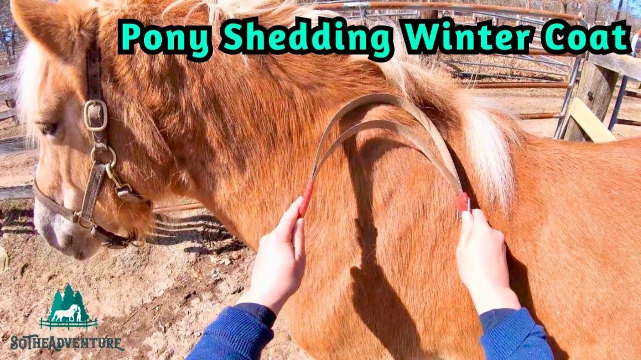 Pony Shedding Winter Coat | Oddly Satisfying De-Shedding | Equine Care