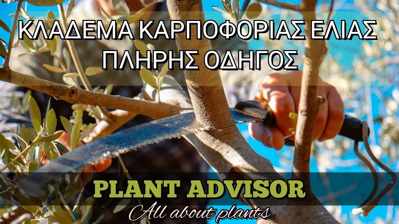 Κλάδεμα Καρποφορίας Ελιάς‼️ ΠΛΗΡΗΣ ΟΔΗΓΟΣ‼️ΜΑΘΕ ΤΟ ΚΛΑΔΕΜΑ ΣΕ 24