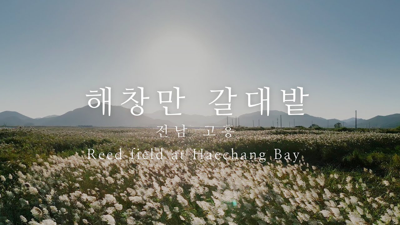 고흥 해창만 황금빛 갈대밭 - 전남 고흥 / 4k | Cinematic Scenic Travel