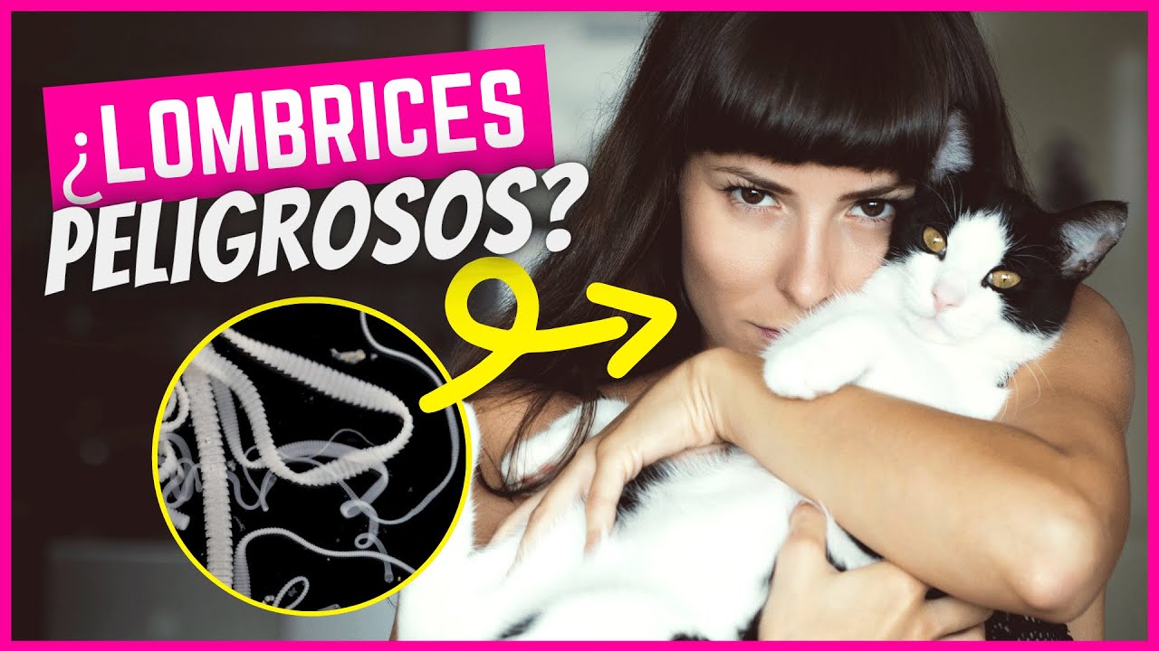 Lombrices en gatos ¿peligro en humanos?