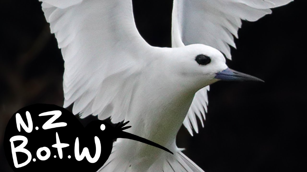White tern - New Zealand Bird of the Week