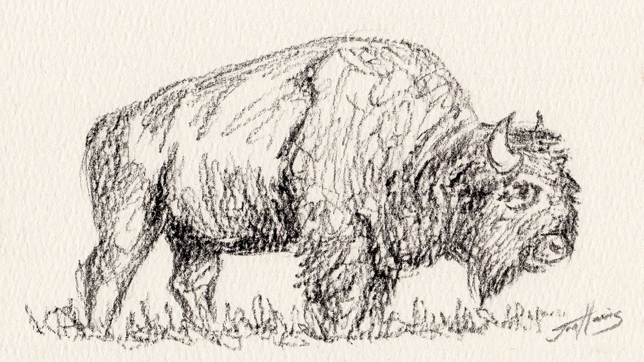 Minimal American Bison Sketch | Charcoal Pencil Drawing