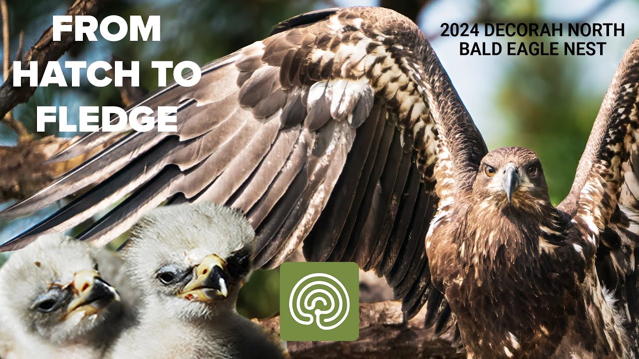 An Eaglet From Hatch to Fledge In 10 Minutes!