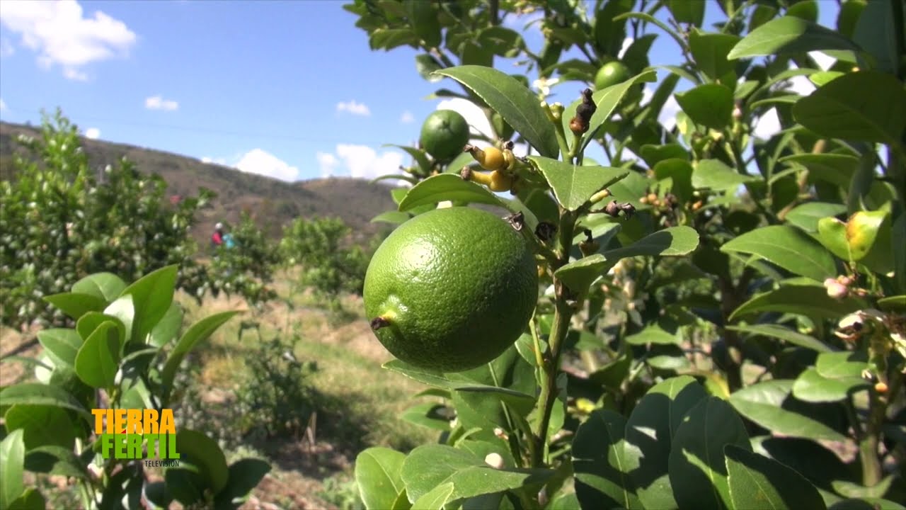 TIERRA FÉRTIL TV-PRODUCCIÓN DE LIMÓN Y AGUACATE EN VALLE DE JUAREZ (25.01.20)