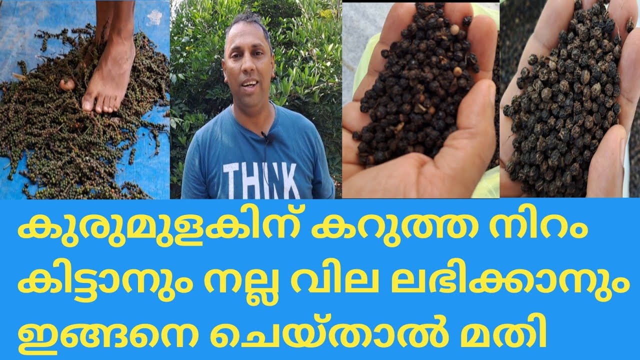 കുരുമുളക് തിരിയിൽ നിന്നും  വേർപെടുത്തി ചൂട് വെള്ളത്തിൽ വാട്ടി ഉണക്കുന്നത് @KL40 Money Farming