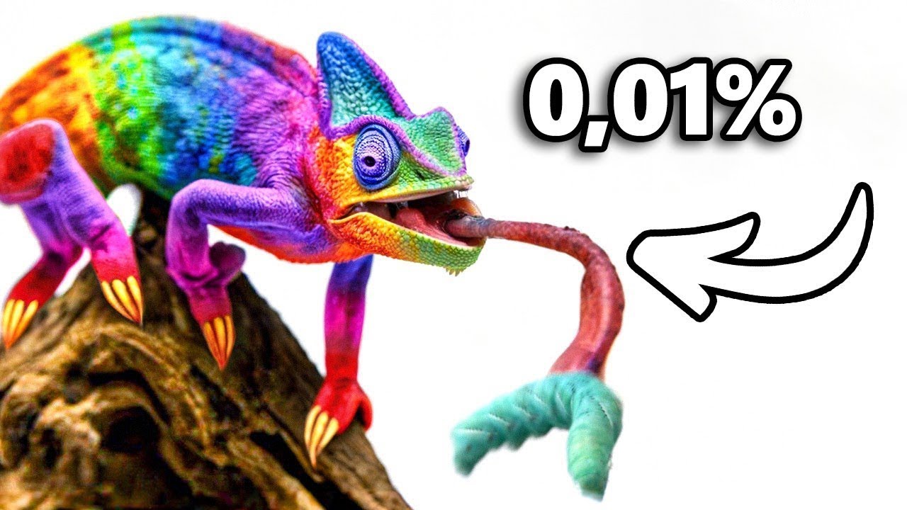 Adotei o Lagarto de Estimação Mais Raro