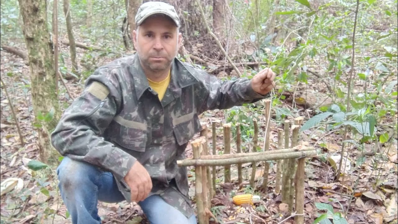 armadilha laço de forca para capitura paca cotia teiu