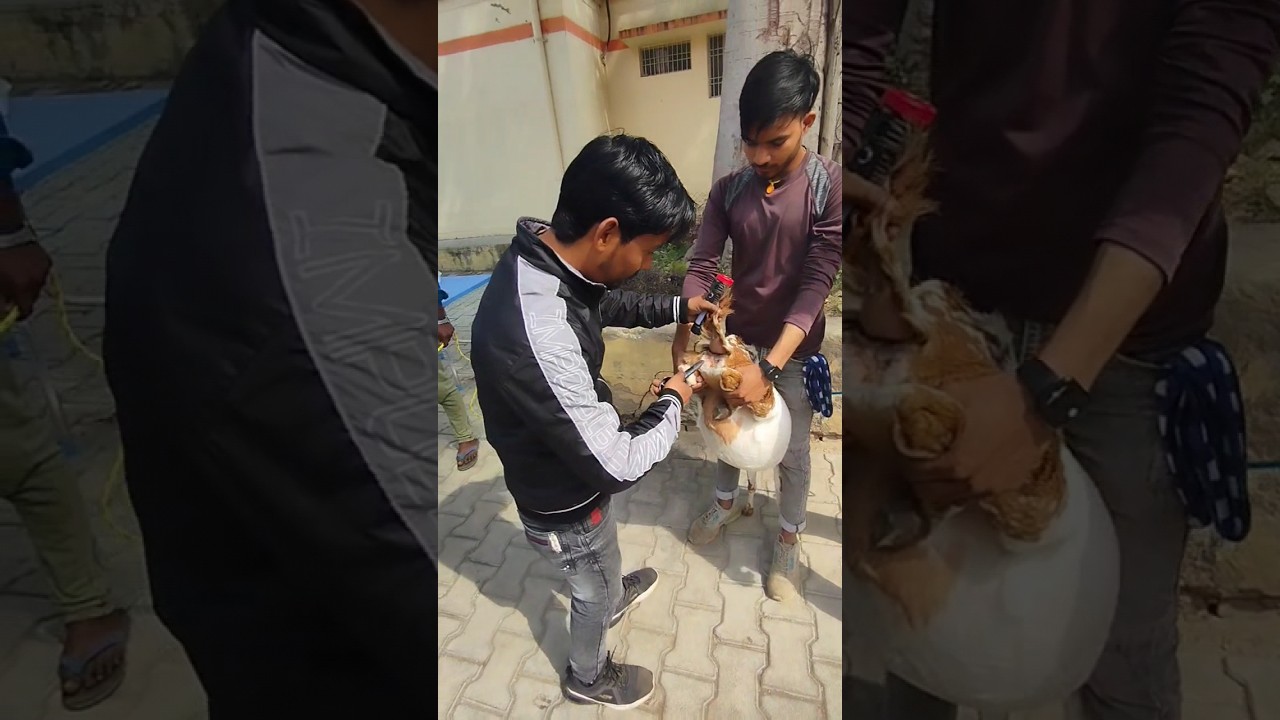 artificial insemination in goat #artificialinsemination