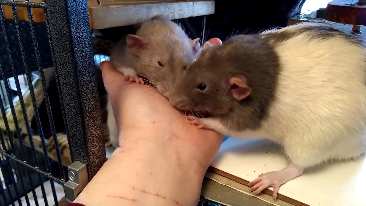 My Rats Holly and Cat Sniffing like Crazy!