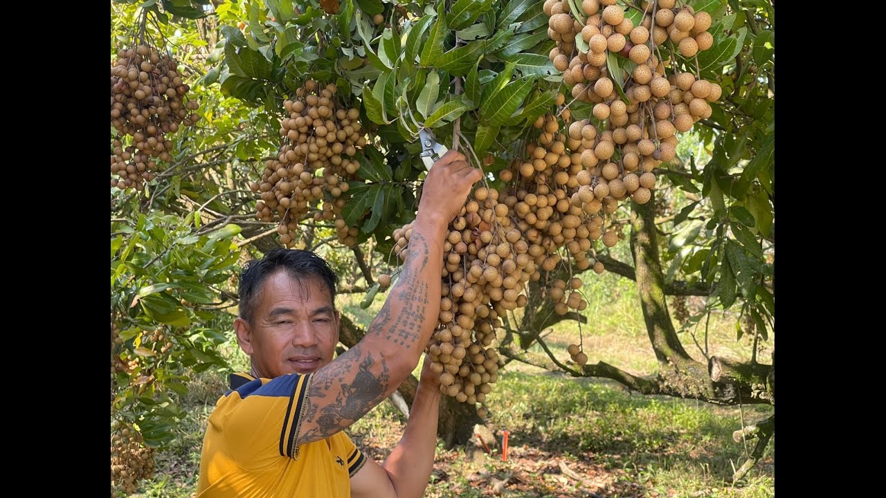 Longans Farm in Florida. ចំការ មៀននៅ Florida USA