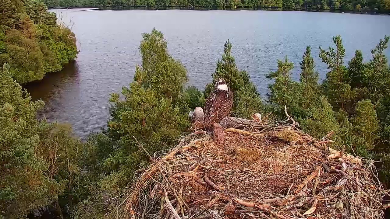 Live osprey nest camera at Loch of the Lowes Wildlife Reserve
