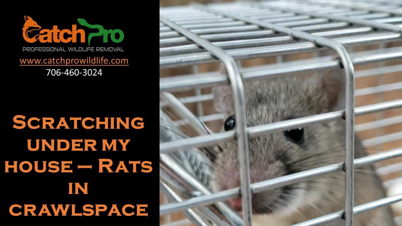 How do rats get in my house - CatchPro Wildlife Removal - Eatonton, GA