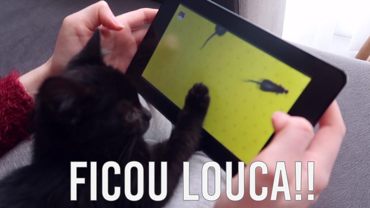 A NOX REAGINDO A VIDEOS PARA GATOS 😂