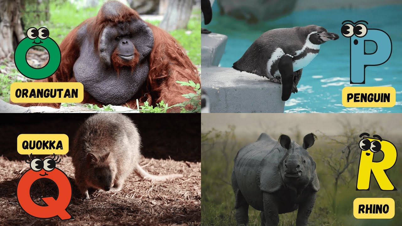 Real Wildlife ABCs | Real Animals Alphabet Song for Kids | Learn #abcd #animals #kids #fun