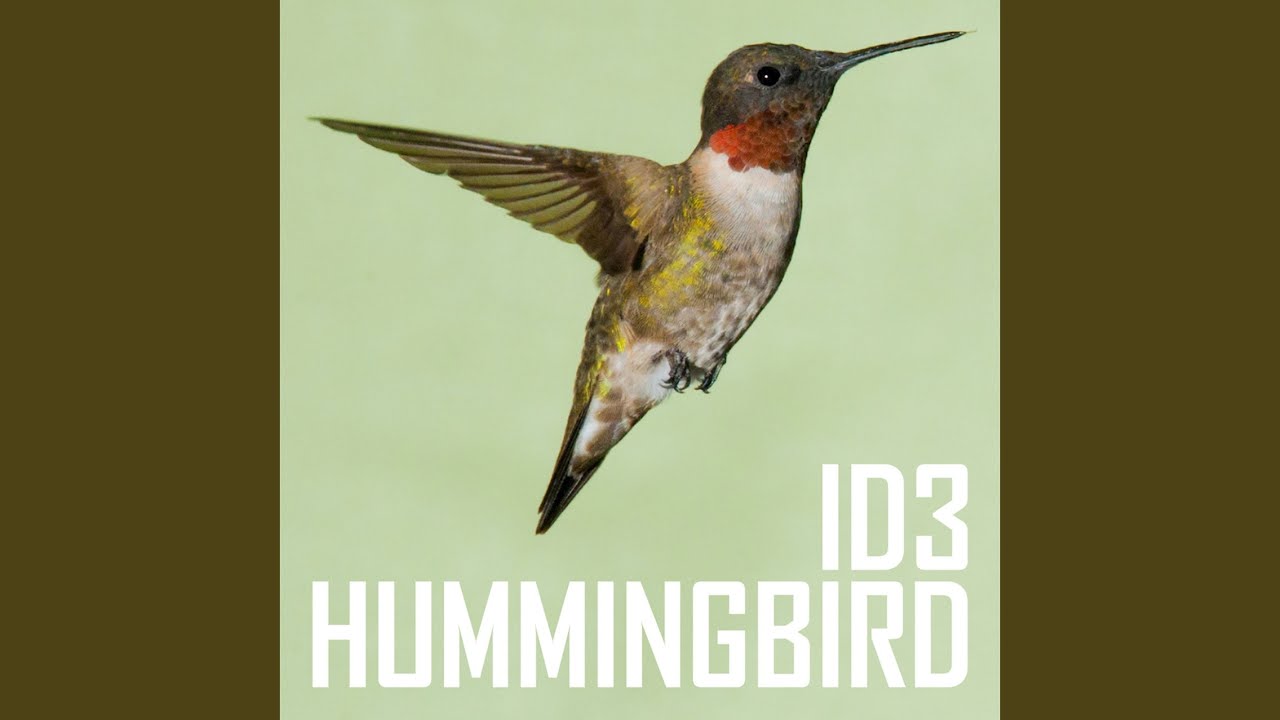 Hummingbird