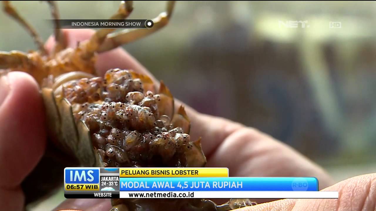 Pengusaha Lobster air tawar - IMS