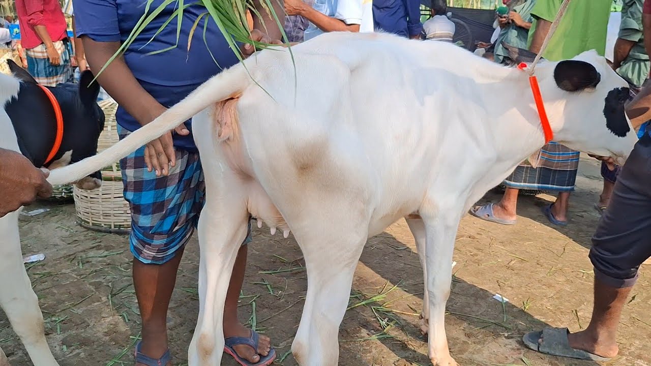 ১৩/১/২০২৬ || সুন্দর সুন্দর ফ্রিজিয়ান বকনা গরুর বাজার বিখ্যাত চান্দাইকোনা হাট থেকে || goru cow milk 