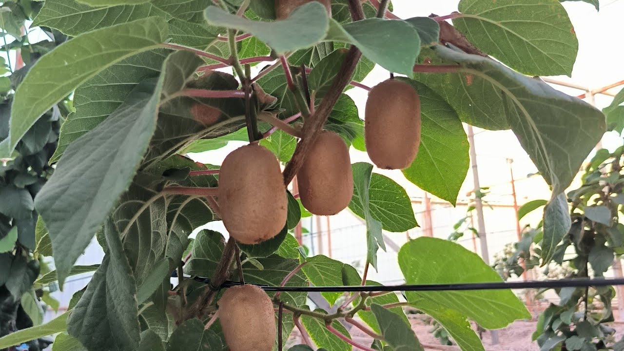  Самый сладкий самоплодный киви 