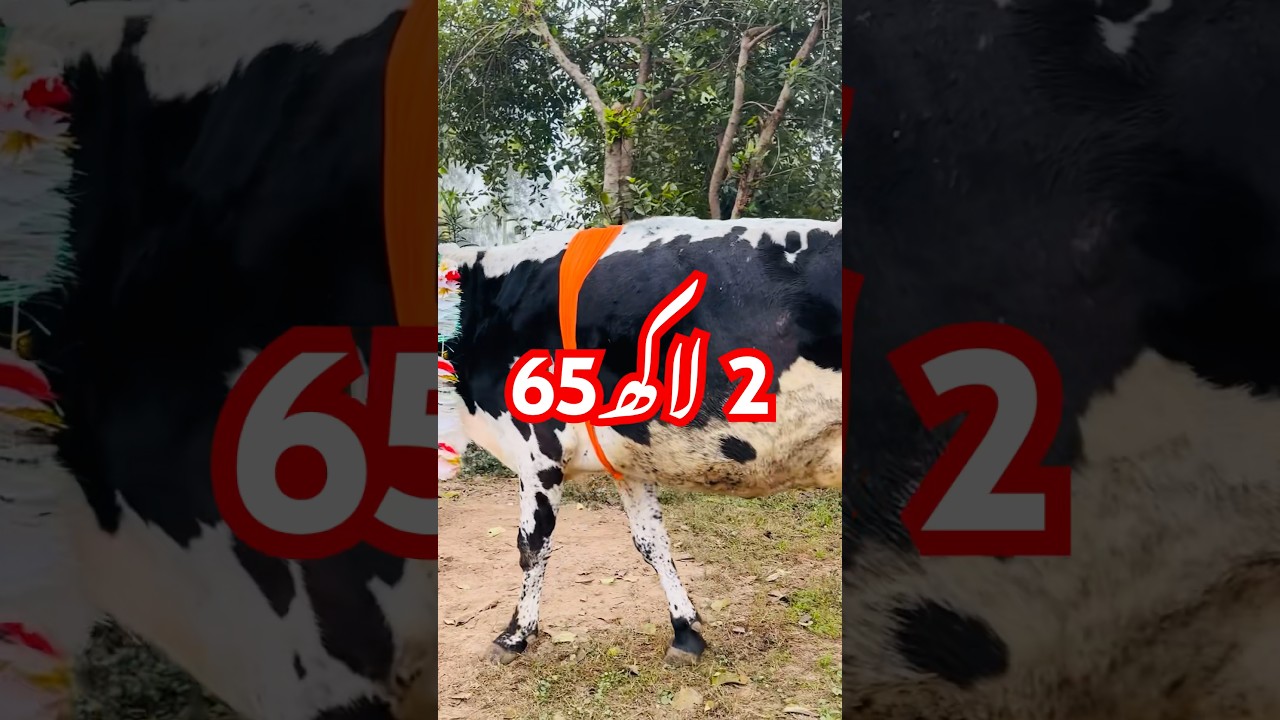 Top 5 Highly Milking Cows Breed of Pakistan | Cow Farming6 January 2024