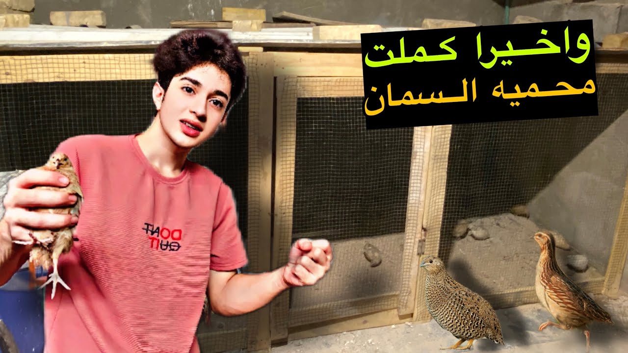 واخيرا كملت محميه السمان👊رتبت مزرعة  دجاج 🐓