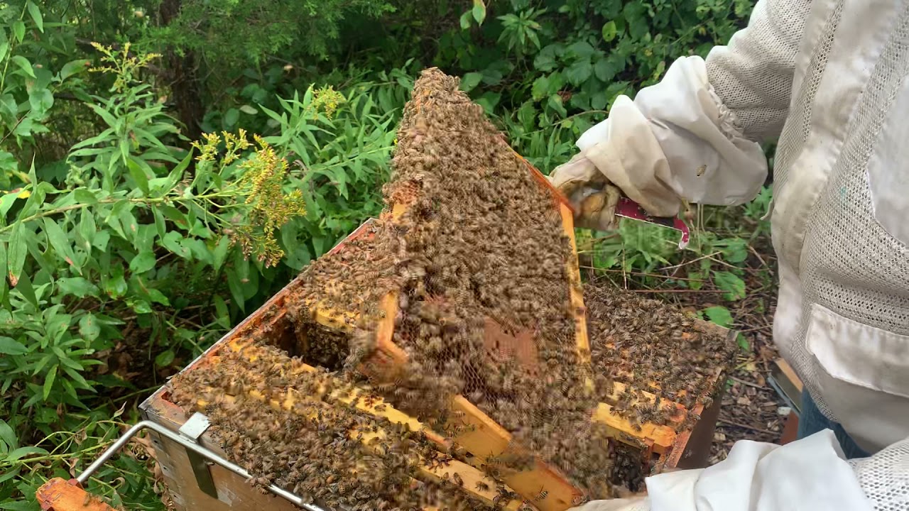 Single Brood Chamber. Sept 17. Hive inspection after Formic Pro treatment.